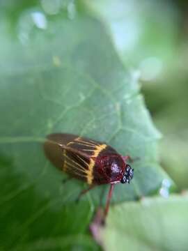 Imagem de Sphenorhina clarivenosa (Jacobi 1908)