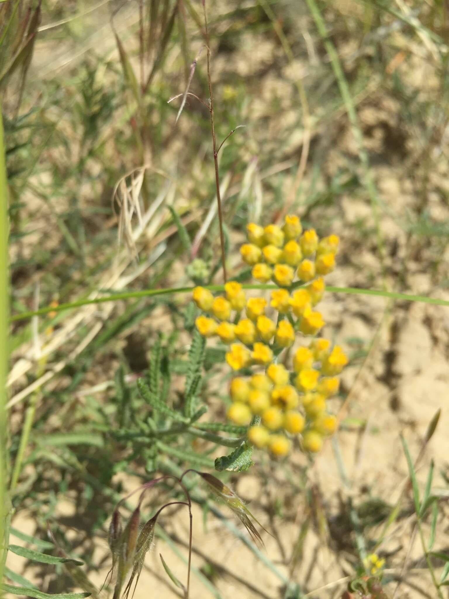 Achillea micrantha Willd. resmi