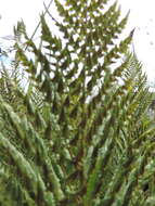 Image of Dryopteris athamantica (Kunze) O. Kuntze