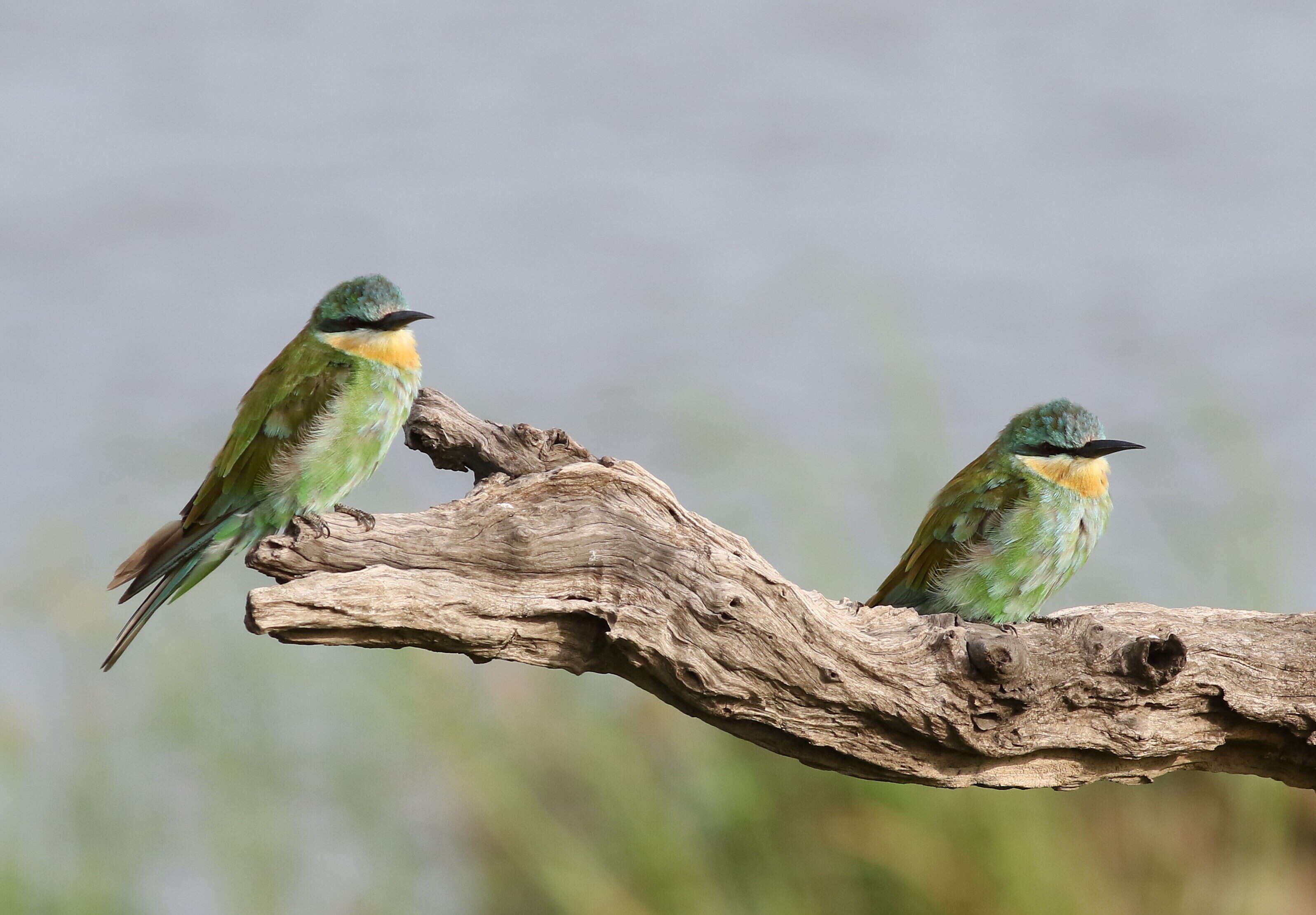 Image of Blue-cheeked Bee-eater