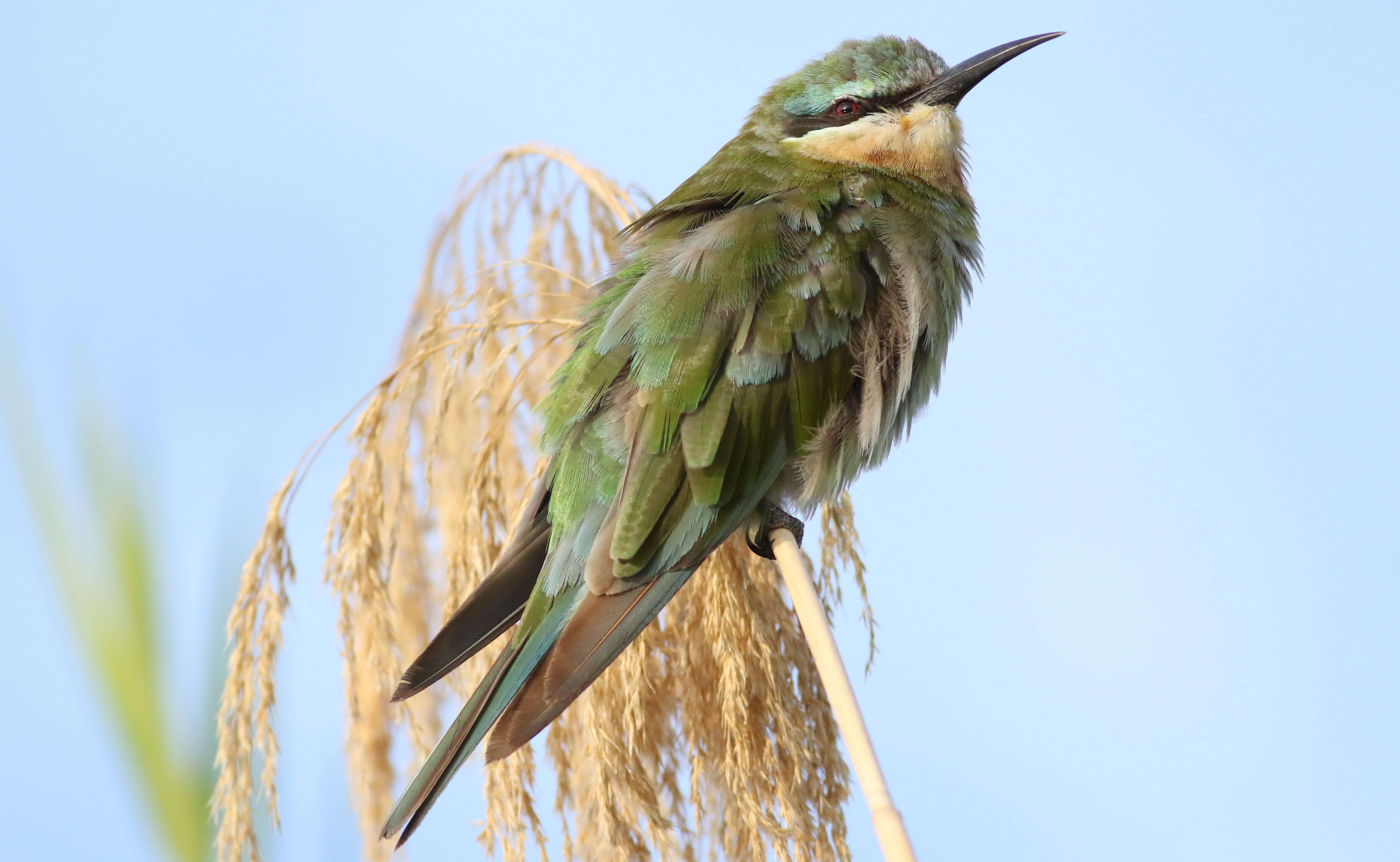 Image of Blue-cheeked Bee-eater