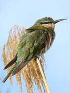 Image of Blue-cheeked Bee-eater