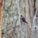 Sivun Artamus cyanopterus perthi (Mathews 1915) kuva