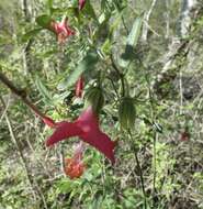 Image of Poeppig's rosemallow