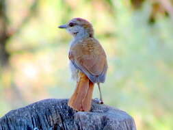 Image of Rufous-tailed Palm Thrush