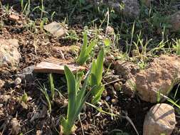 Image of Iris lortetii var. samariae (Dinsm.) Feinbrun