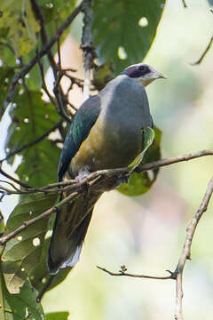 Image of red-eared fruit dove