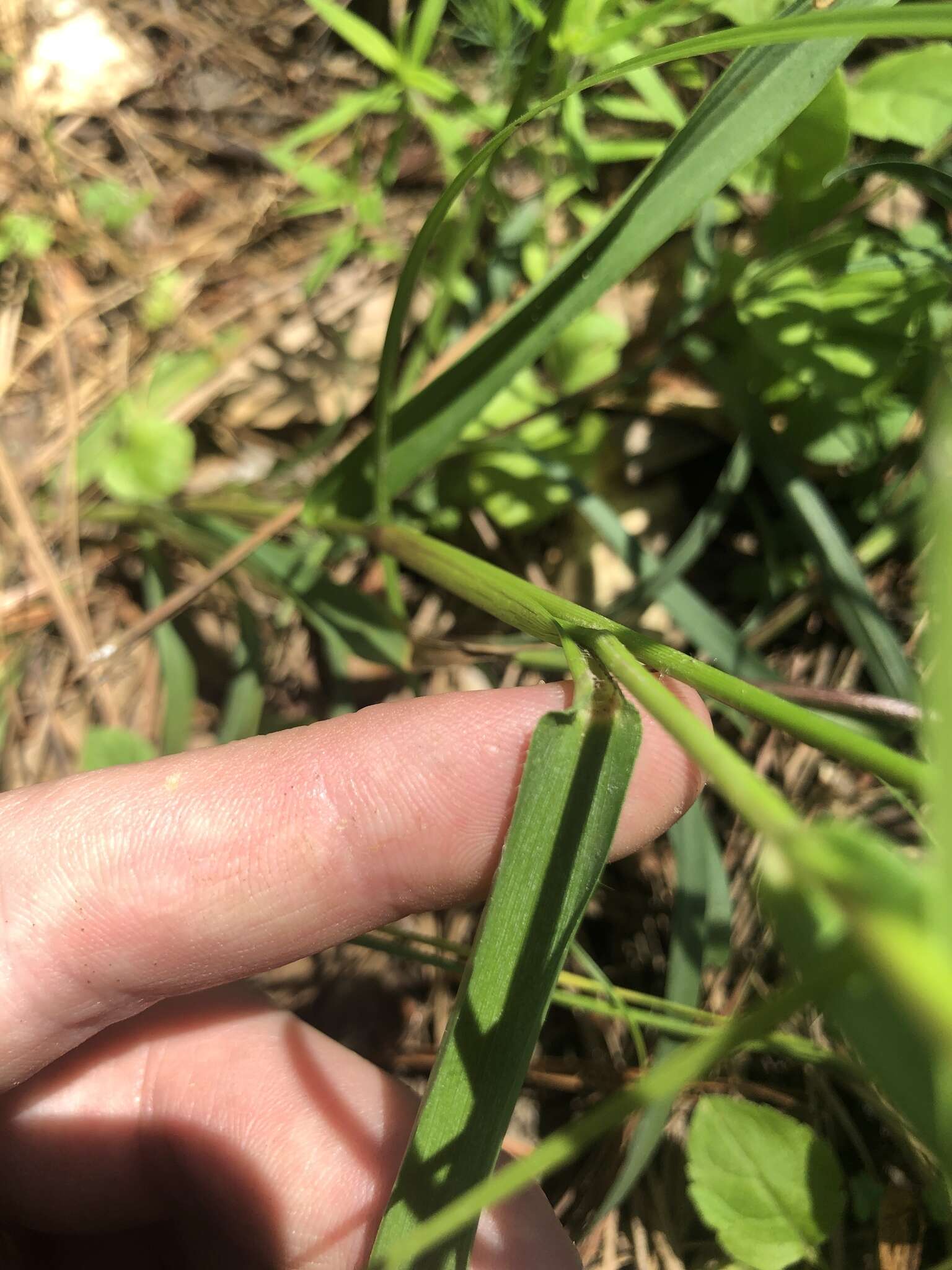 Panicum sphaerocarpon Elliott resmi