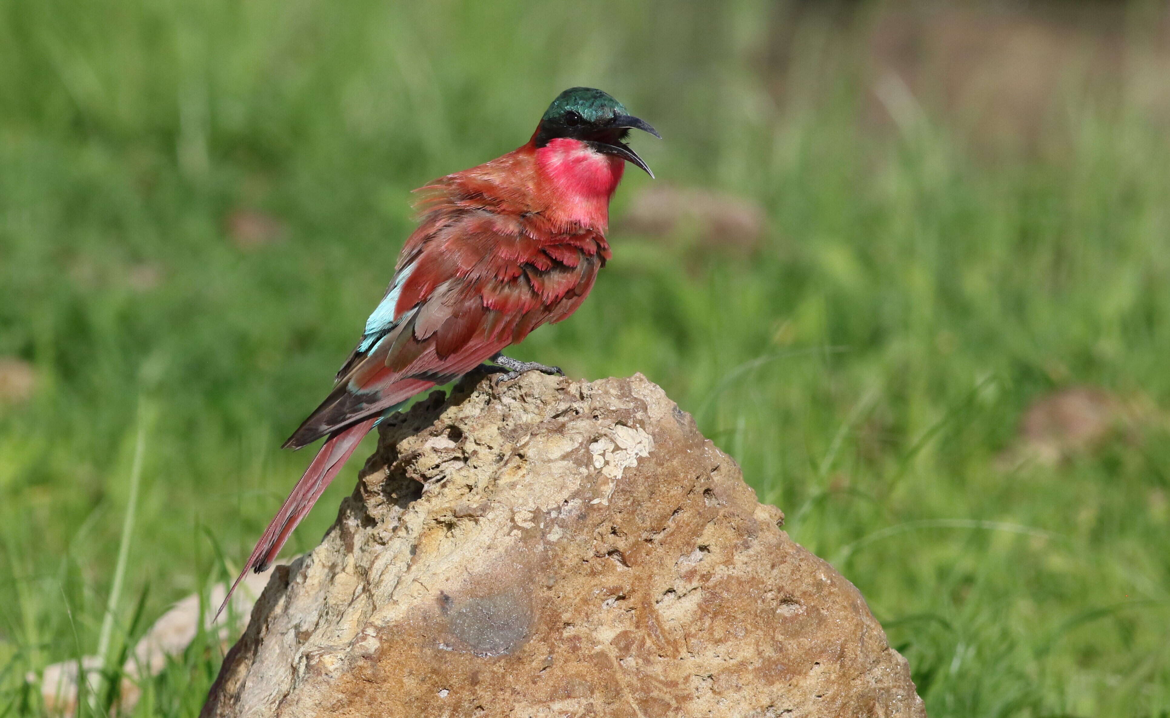 Imagem de Merops nubicoides Des Murs & Pucheran 1846