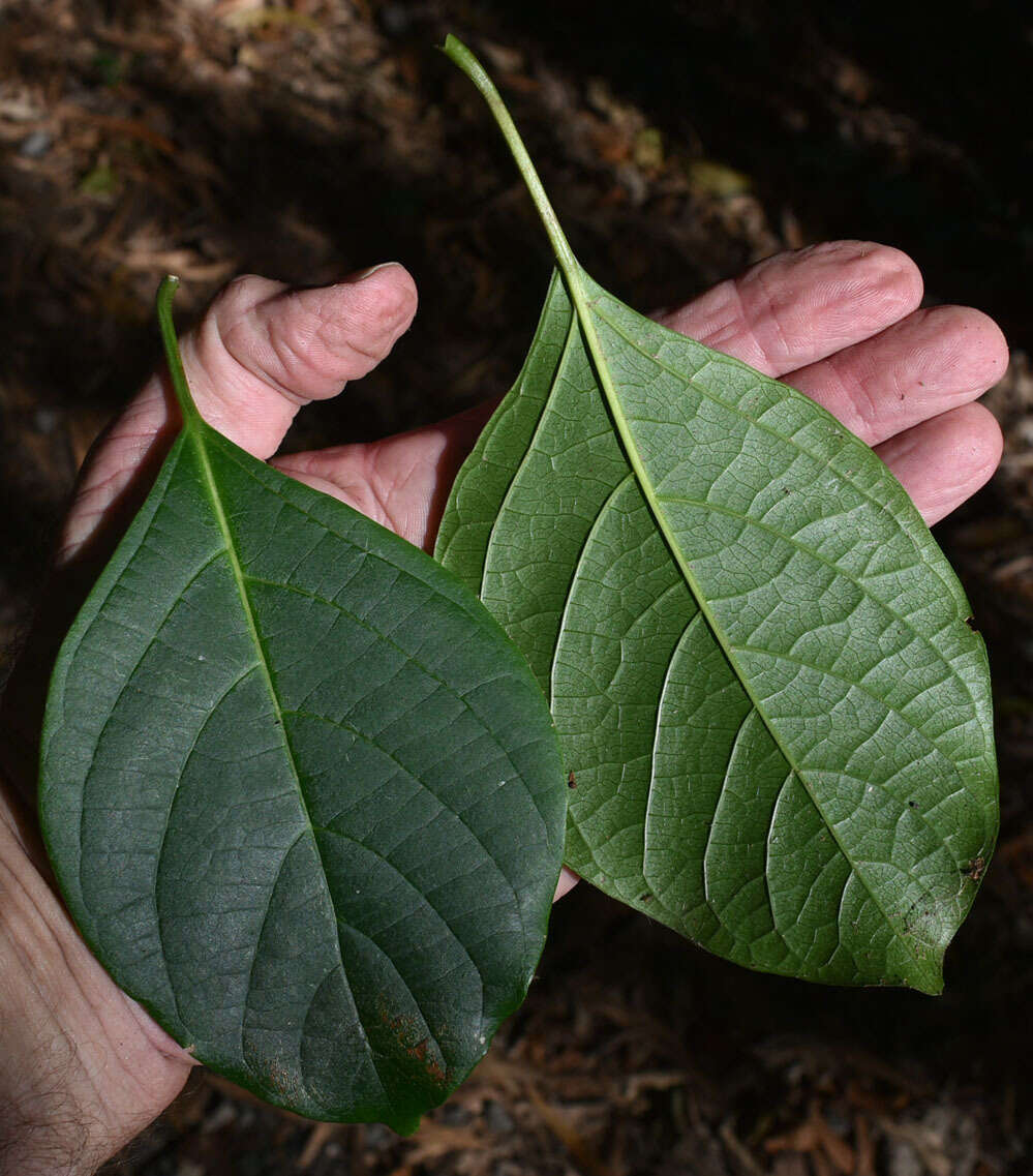 Imagem de Clerodendrum longiflorum var. glabrum Munir