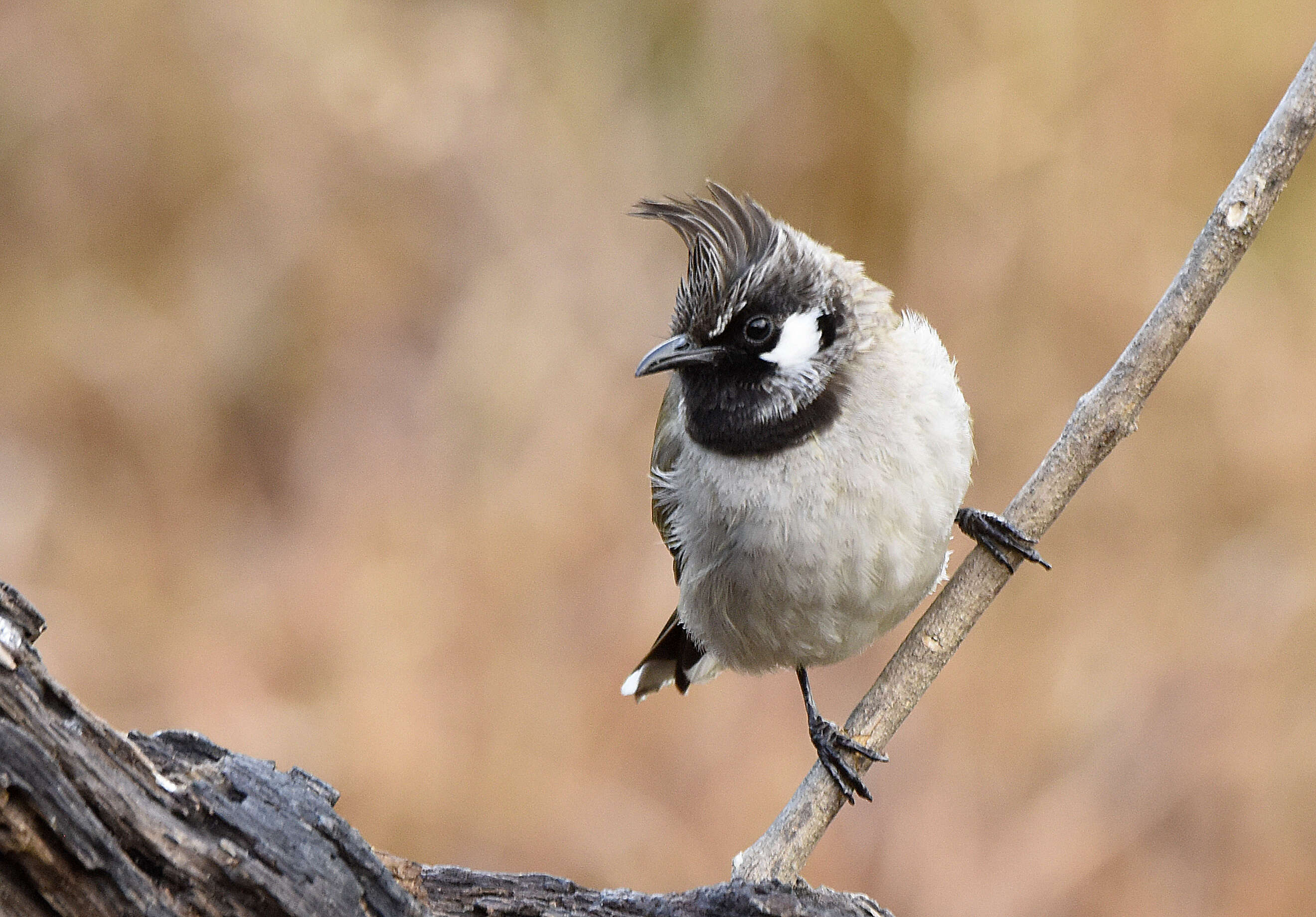 Imagem de Pycnonotus leucogenys (Gray & JE 1835)