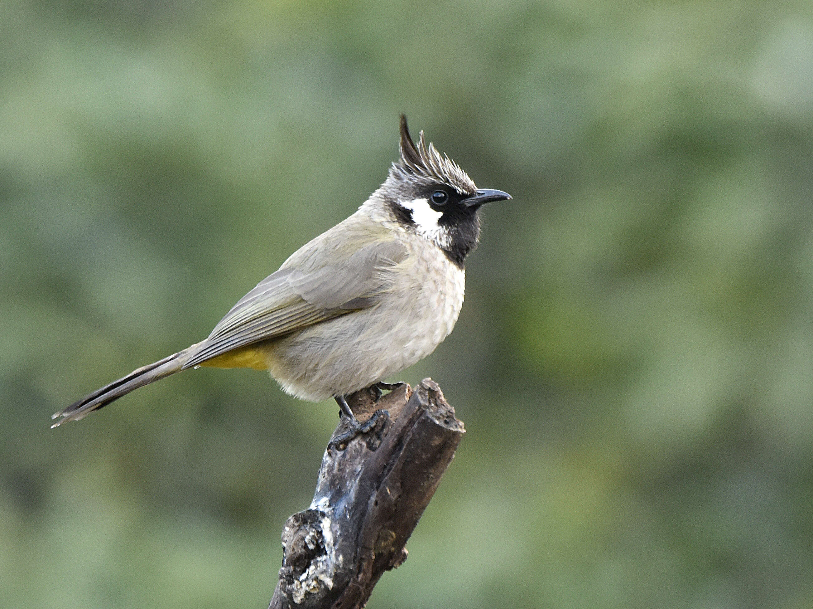 Image of Himalayan Bulbul