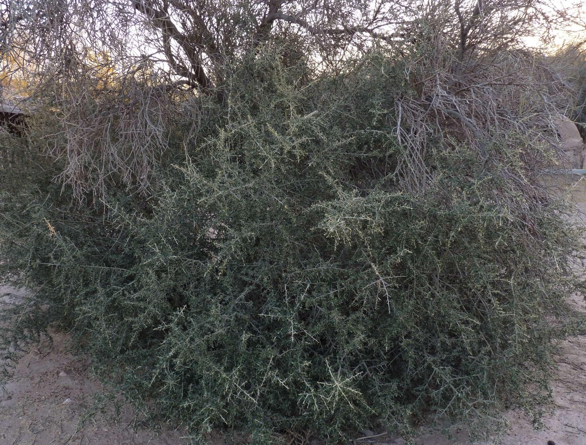 Image of vomitbush