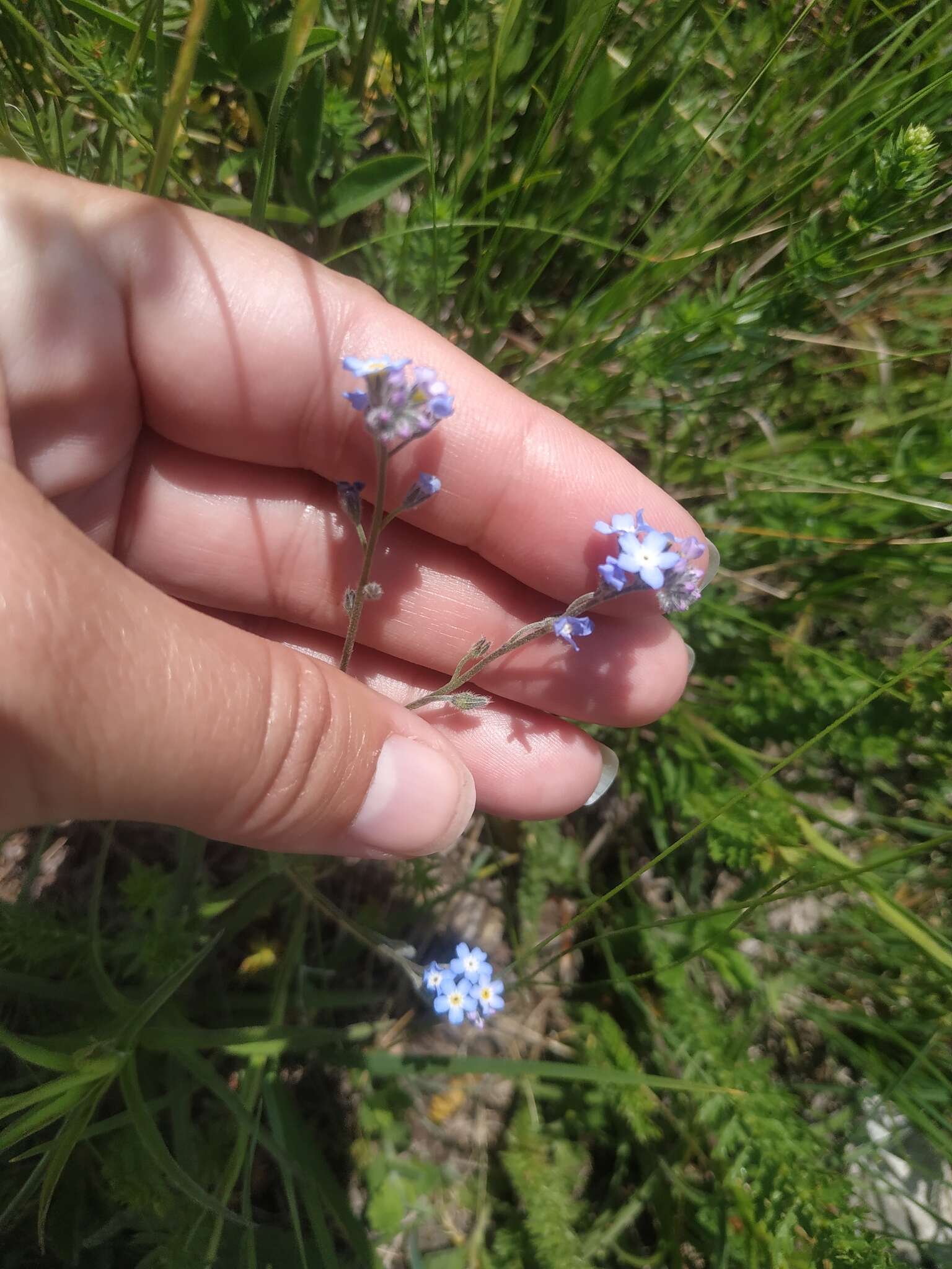 Imagem de Myosotis lithospermifolia (Willd.) Hornem.