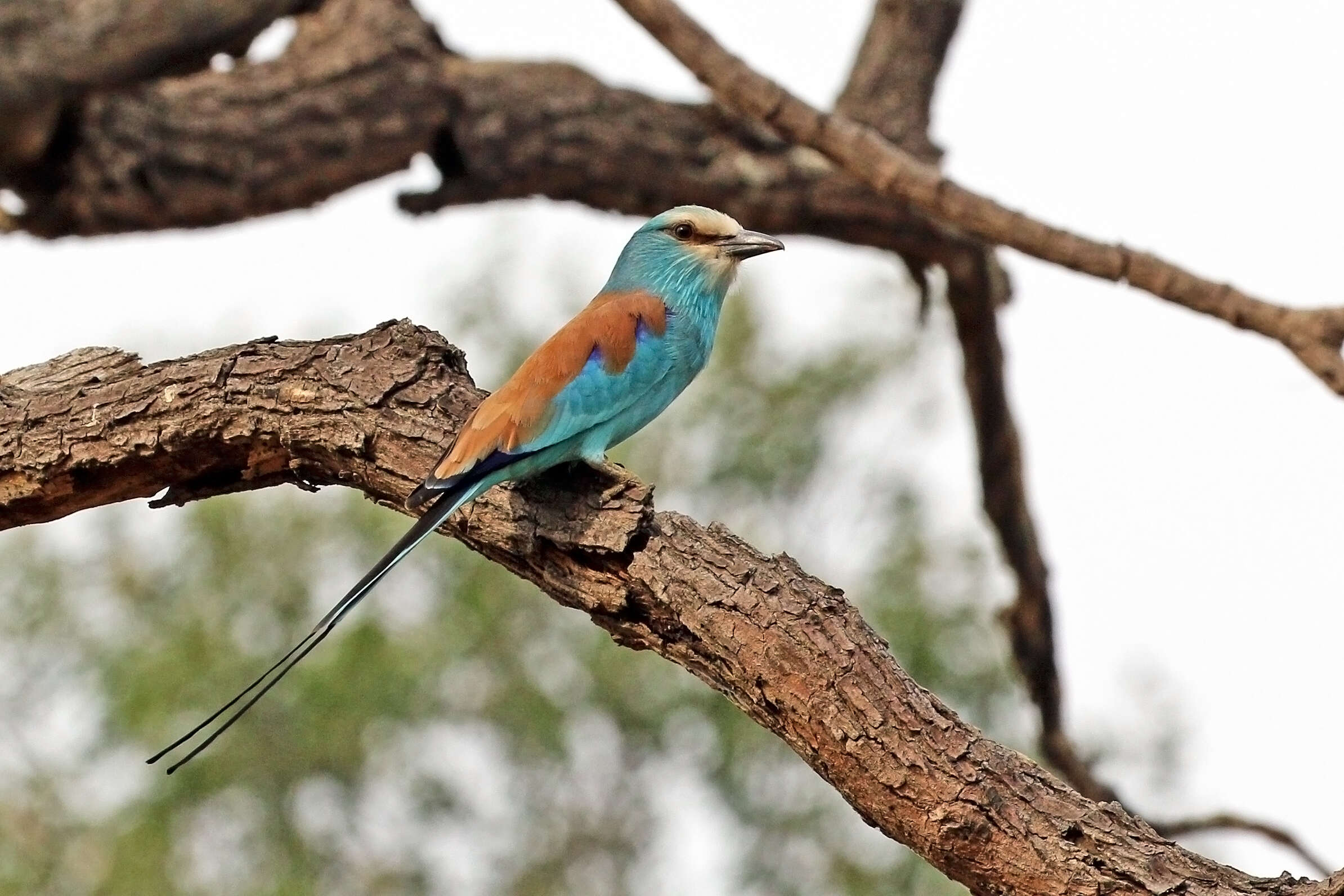 Image of Abyssinian Roller