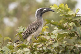 Image of African Grey Hornbill