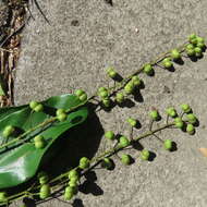 Image of Mallotus polyadenos F. Muell.