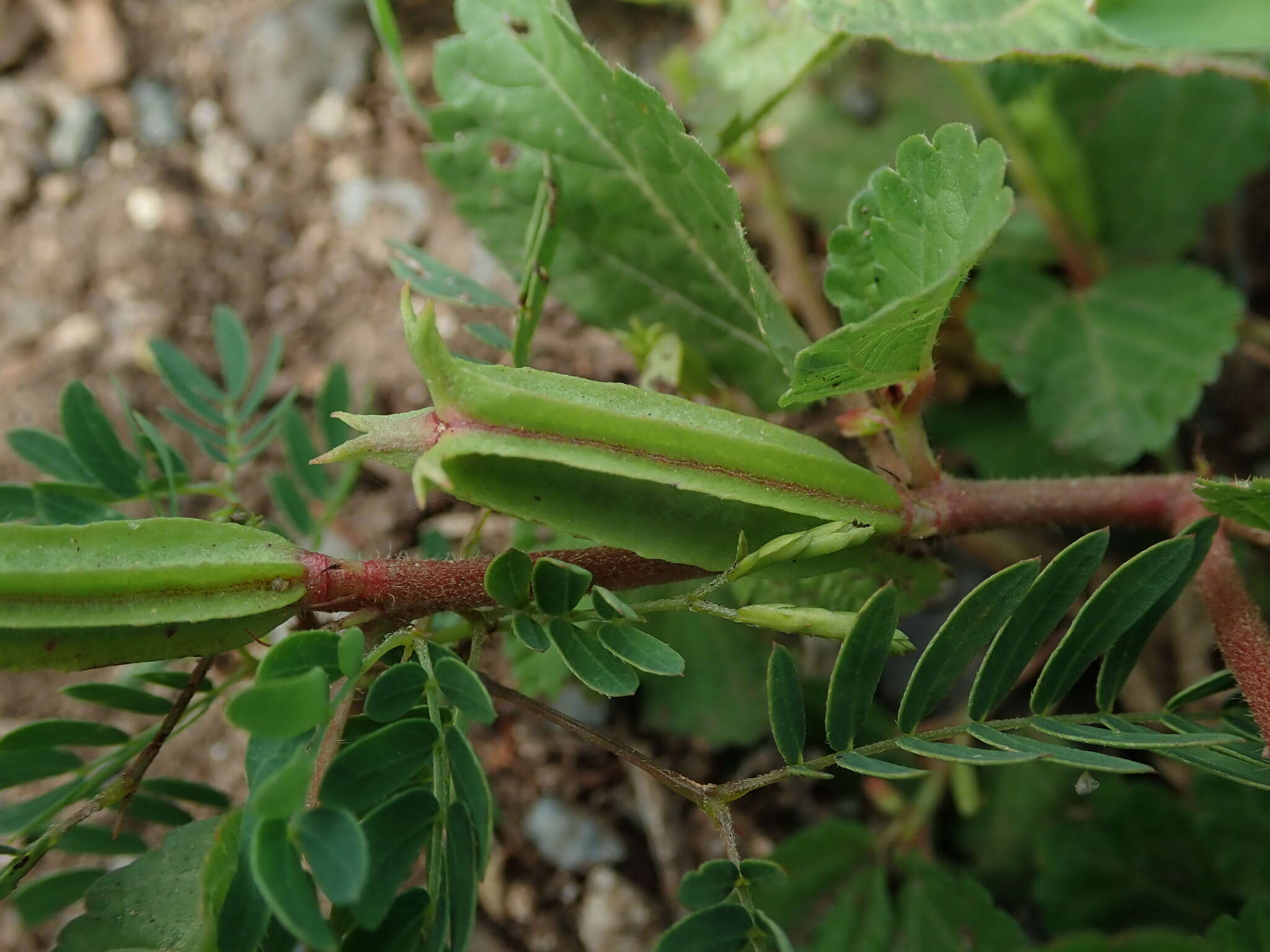 Imagem de Corchorus aestuans L.