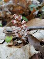 Image de Pachysandra procumbens Michx.