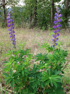 Plancia ëd Lupinus polyphyllus subsp. polyphyllus