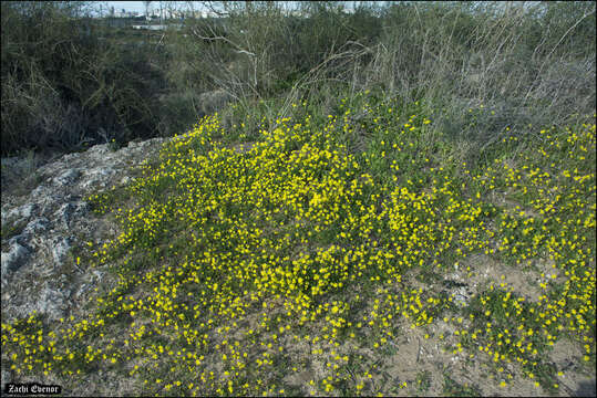 Image of eastern groundsel