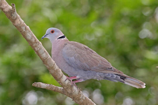 Image of African Mourning Dove