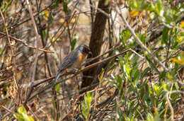 Image of Rufous-breasted Warbling Finch