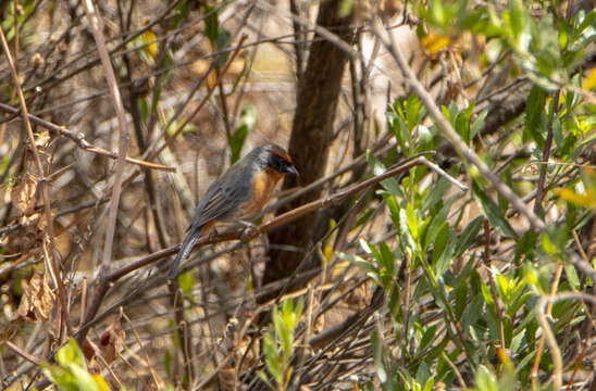 Image of Rufous-breasted Warbling Finch