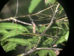 Image of Heliconius clysonymus montanus Salvin 1871