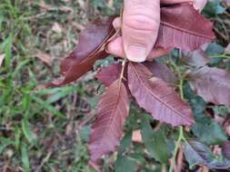 Image of Cupaniopsis serrata (F. Müll.) Radlk.