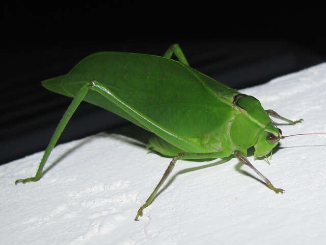 Image of Giant Katydid