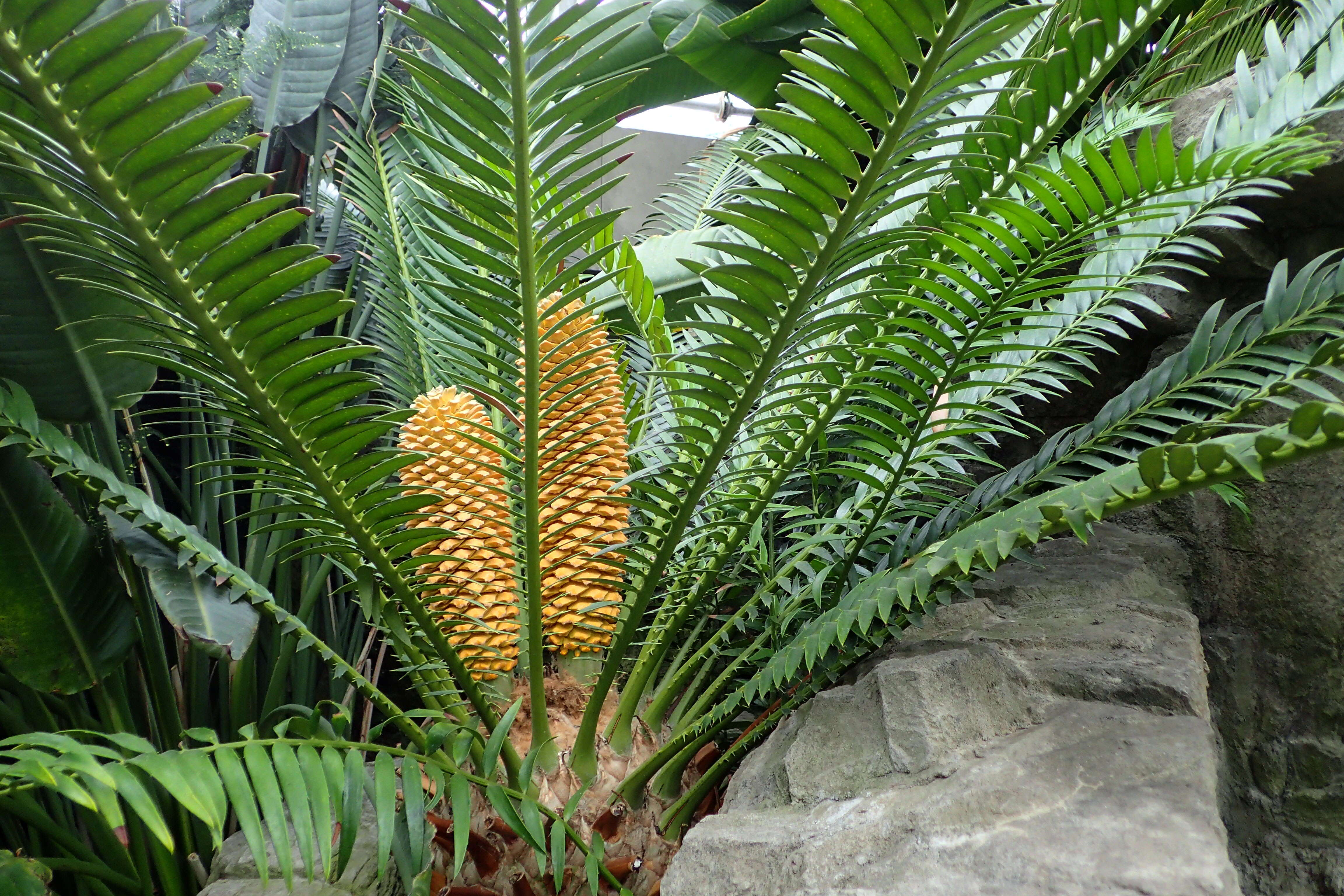 Image of Bushman's River Cycad