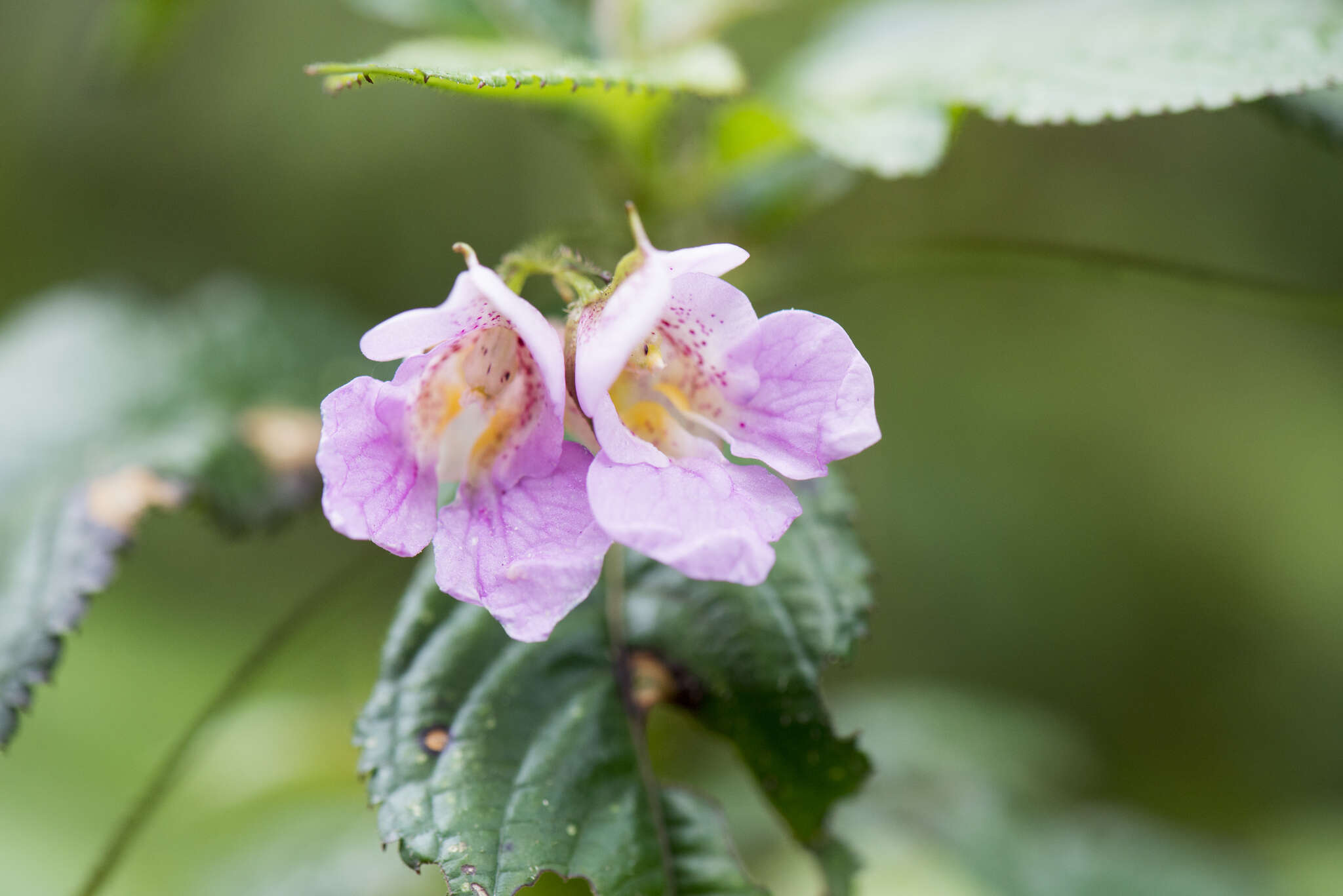 Impatiens uniflora Hayata resmi