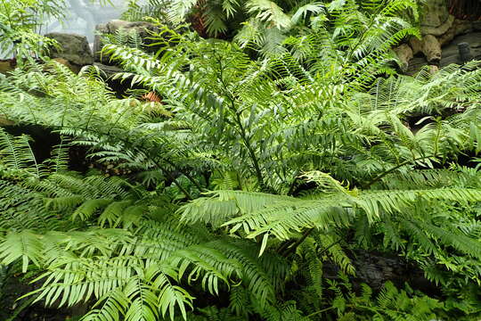 Image of angiopteris fern