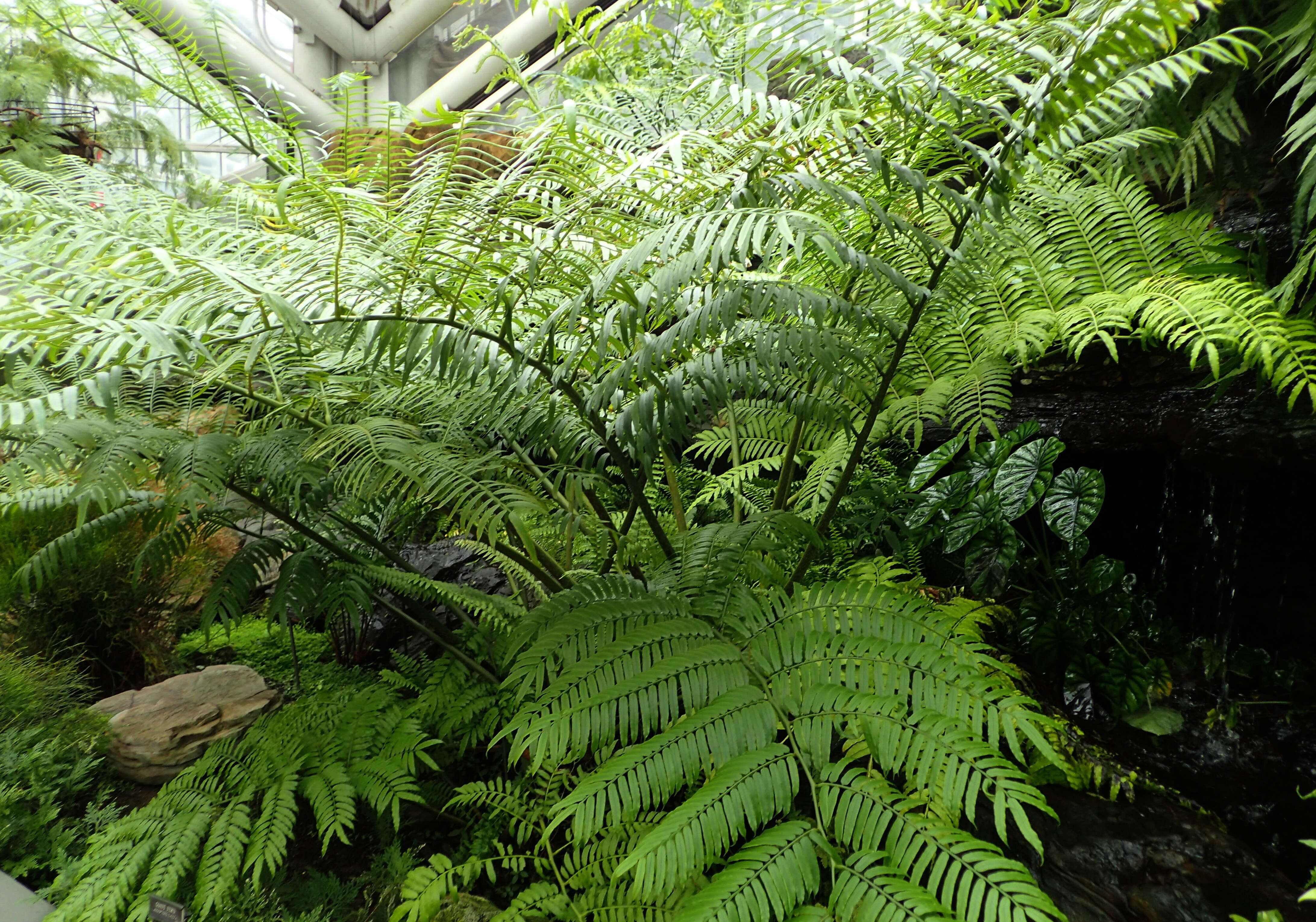 Image of angiopteris fern