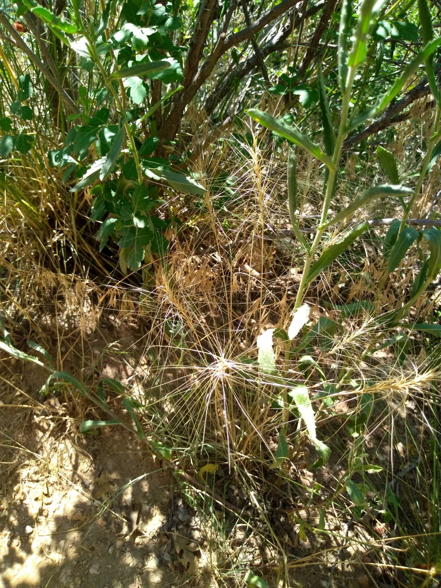 Imagem de Elymus elymoides subsp. elymoides