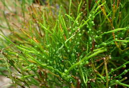 Image of whisk fern