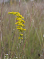 Image de Solidago nemoralis Ait.