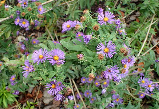 Image of Michaelmas daisy