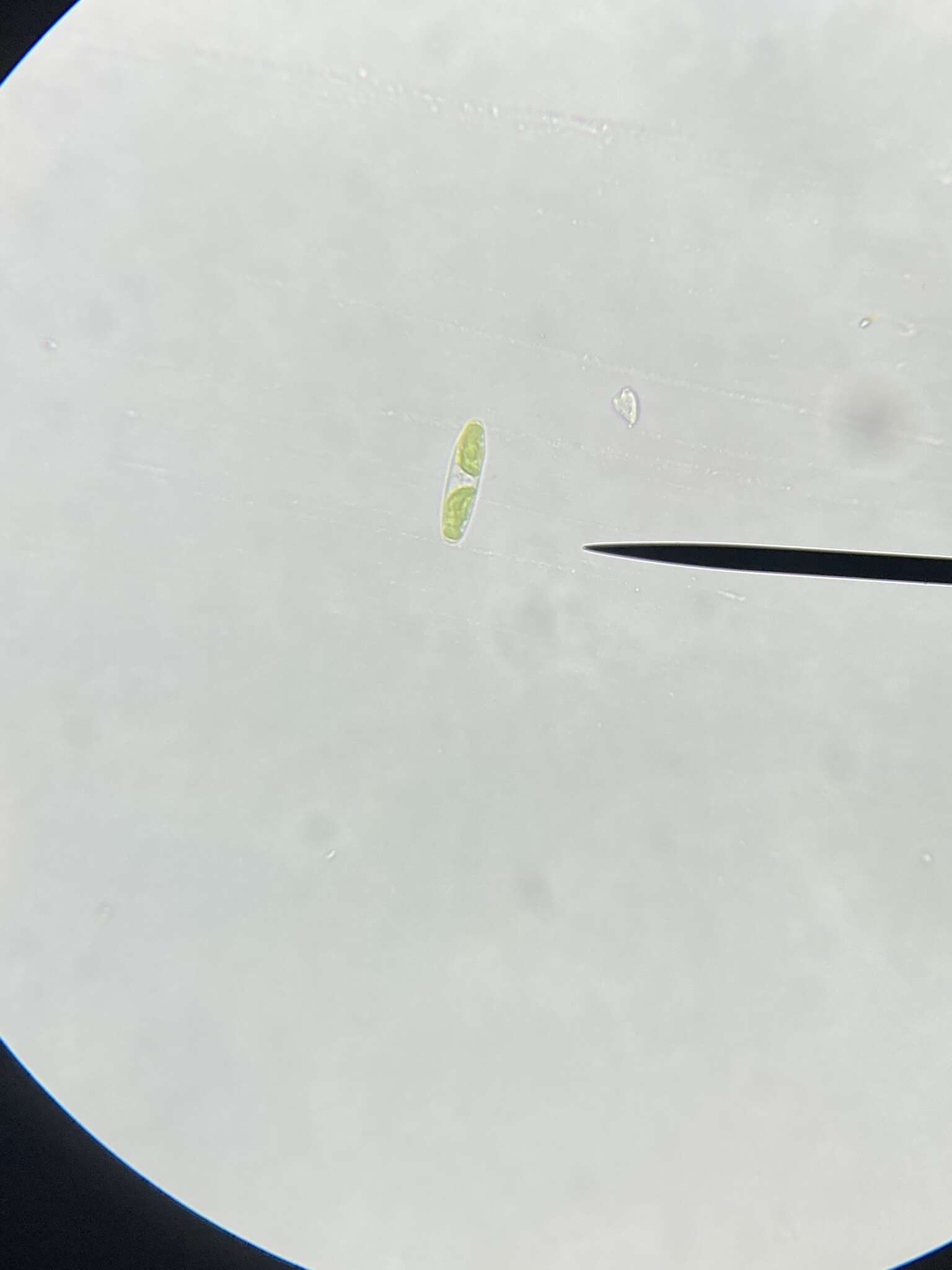 صورة Tortitaenia bahusiensis (Nordstedt & Lütkemüller) Coesel 2002