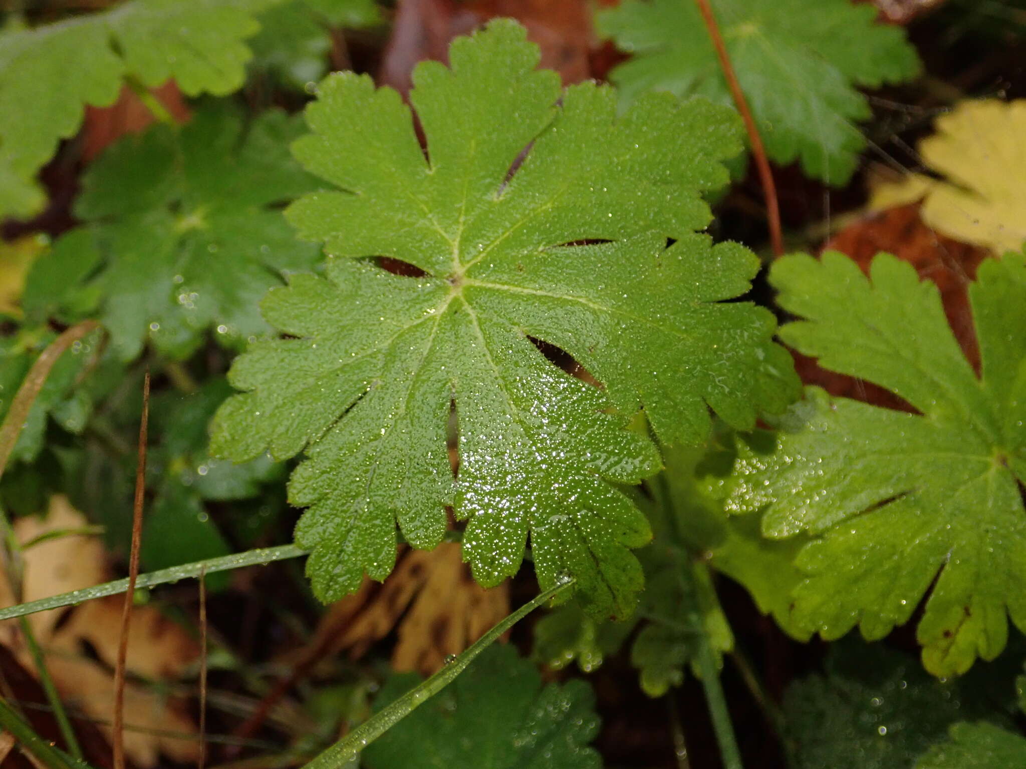 Image of Rock Crane's-bill