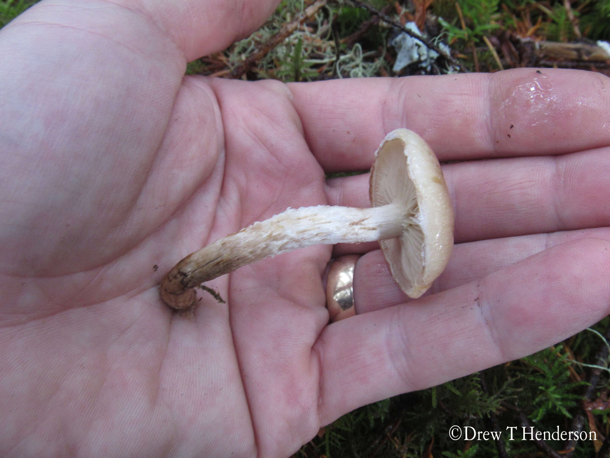 Image of Pholiota decorata (Murrill) A. H. Sm. & Hesler 1968