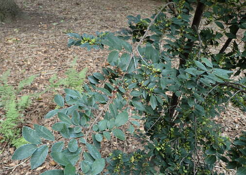 Image of Chinese elm