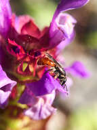 Image of Lasioglossum ovaliceps (Cockerell 1898)