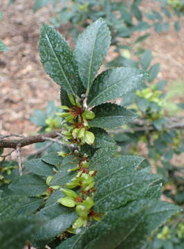 Image of Chinese elm