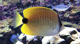 Image of Lemon Butterflyfish