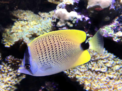 صورة Chaetodon miliaris Quoy & Gaimard 1825