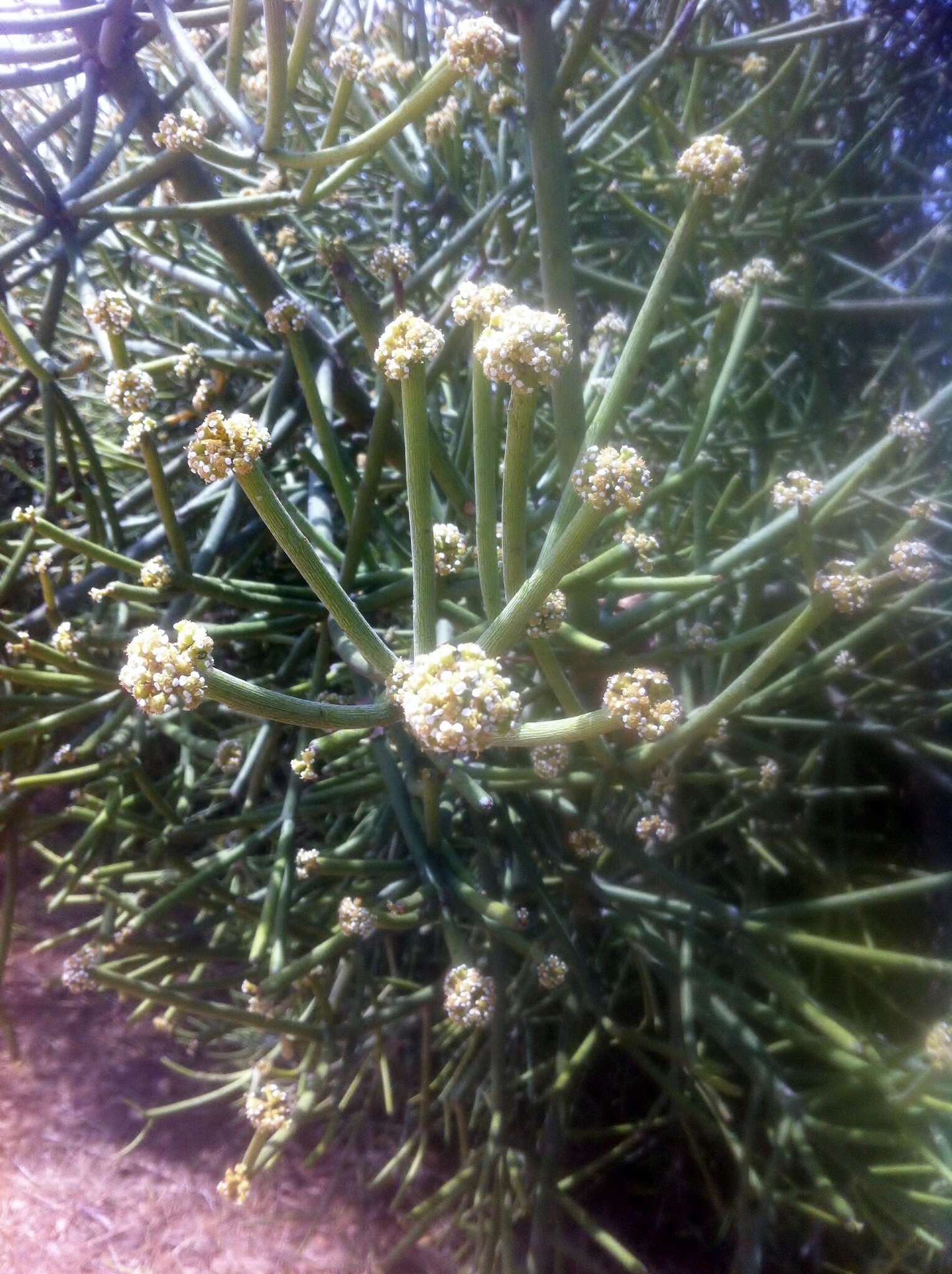 Image of Indiantree spurge