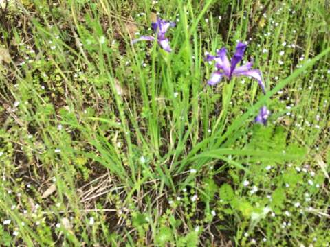 Image of toughleaf iris