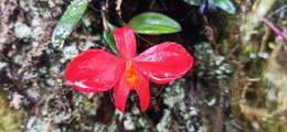 Image of Scarlet Cattleya